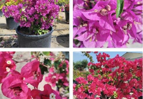 BOUGANVILLEA GLABRA “SANDERIANA”