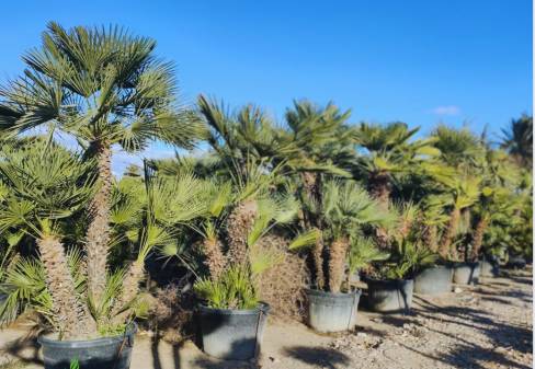 CHAMAEROPS HUMILIS