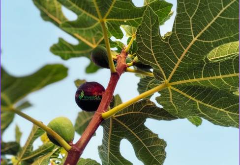 FICUS CARICA