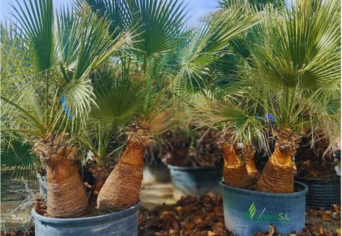 WASHINGTONIA FILIFERA