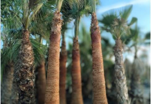 WASHINGTONIA ROBUSTA